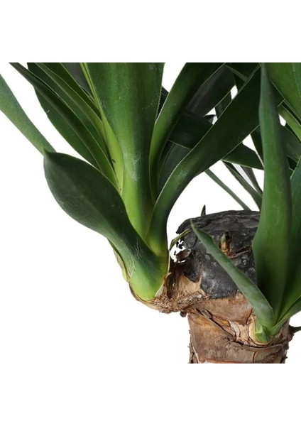 Yucca 2 Gövde - Yuka Hançer 'avize' Çiçeği Yukka - Ev Ofis Salon Iç Mekan Bitkisi - 100 cm