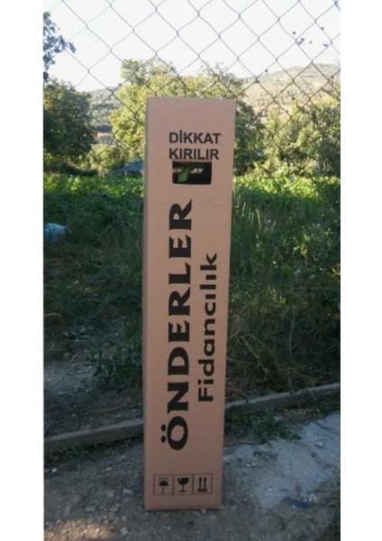 2 Yaşında Tüplü Ters Dut Fidanı Bol Verimli fiyatları