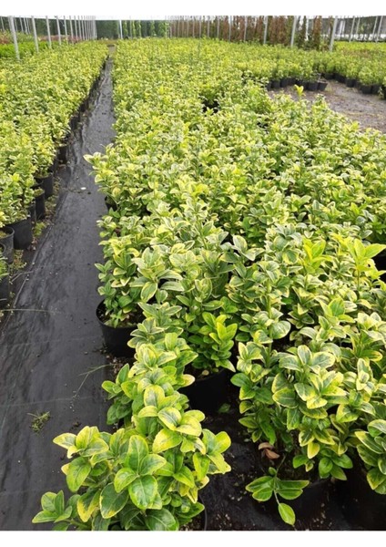 Altuni Taflan Yeni Budanmis Çıtır Yapraklı - 5 Adet