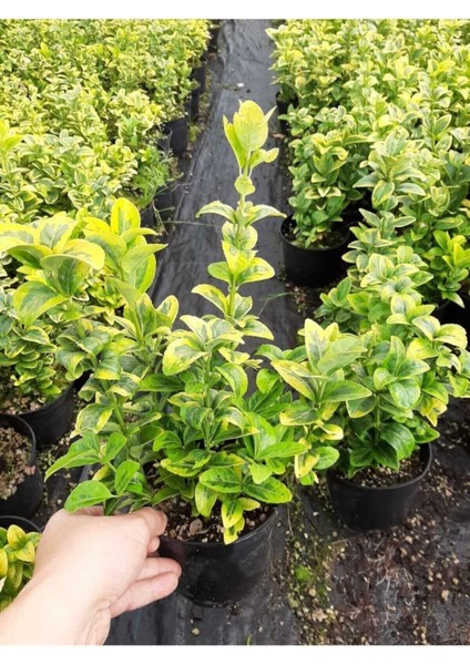 Altuni Taflan Yeni Budanmis Çıtır Yapraklı - 5 Adet modelleri