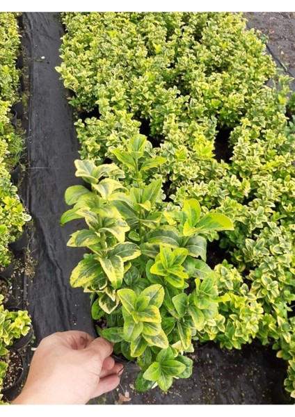 Altuni Taflan Yeni Budanmis Çıtır Yapraklı - 5 Adet fırsatları