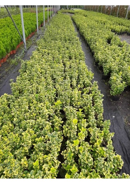 Altuni Taflan Yeni Budanmis Çıtır Yapraklı - 5 Adet indirimleri