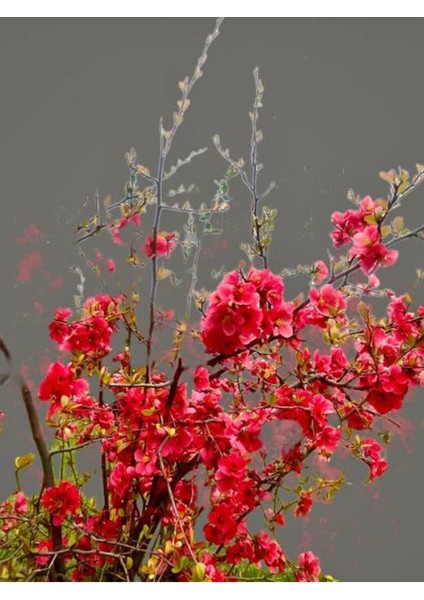 Videolu Bahar Dalı Ağacı Fidanı (40 80 Cm)1 Adet Tüplü Dış Mekan Ağaç Süs Bitkisi Japanese Quince
