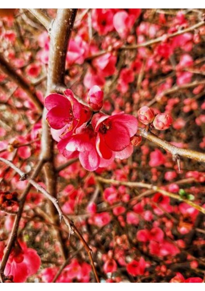 Videolu Bahar Dalı Ağacı Fidanı (40 80 Cm)1 Adet Tüplü Dış Mekan Ağaç Süs Bitkisi Japanese Quince modelleri