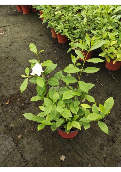 Videolu 1 Adet Ofis Hediyesi Mis Kokulu Gardenya Çiçeği 25-35 cm Saksılı Iç Mekan Gardenia modelleri