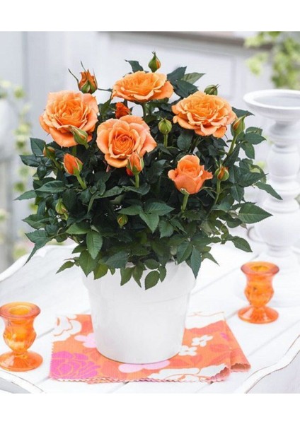 Serada Decor Plant Videolu 1 Adet Canlı Turuncu Bodur Gül Fidanı 20-40 cm Tüplü Çiçekli Bodur Bitkiler Orange Rose