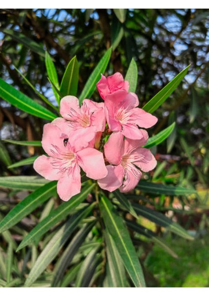 Videolu Zakkum Fidanı Pembe 1 Adet Saksılı/tüplü (70-100CM) Dış Mekan (Oleander) fiyatları
