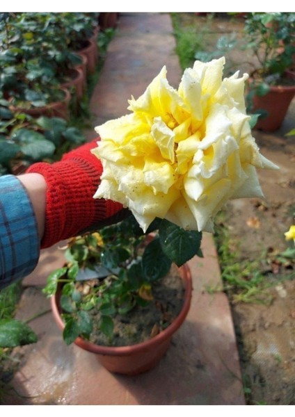 Serada Decor Plant Videolu Yediveren Kokulu Açık Sarı (40 60 Cm) Tüplü/ Saksılı Aşılı Gül Yellow Rose