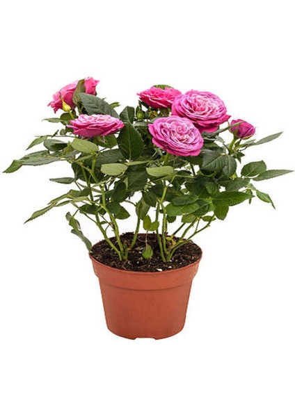 Videolu Yediveren Kokulu (25 60 Cm) 5 Adet Farklı Çeşit Aşılı Gül Pink Red Orange White Yellow Ros modelleri