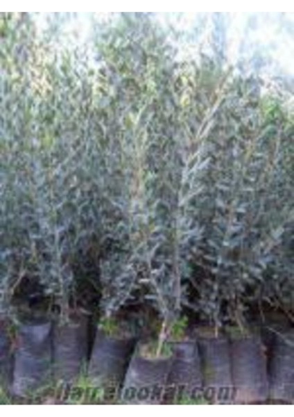 Videolu Gemlik Zeytin Fidanı (80 110 Cm) 2 Adet Tüplü Bol Verimli Zeytin Fidesi Olive Sapling fırsatları