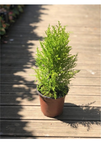 Limon Çamı (Limon Servi) 40-60 cm