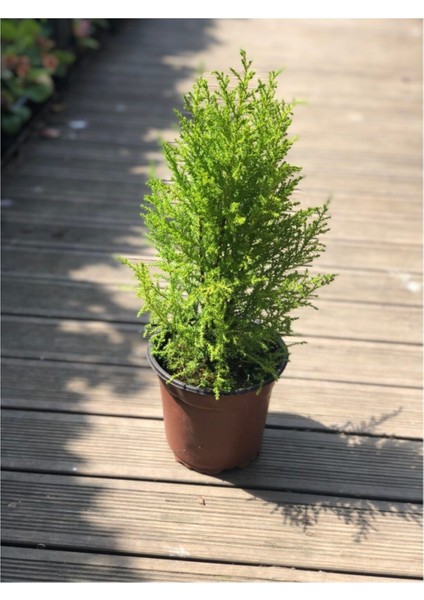 Limon Çamı (Limon Servi) 40-60 cm fiyatları