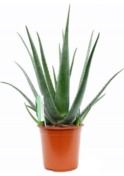 Aloe Vera Bitkisi 30 40 cm Sarı Sabır Bitkisi Ev Bitkisi