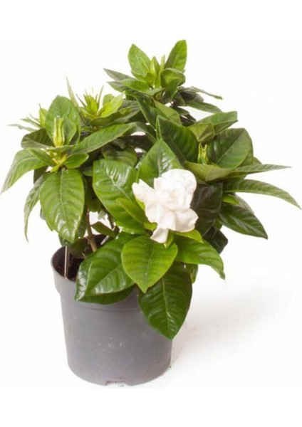 Gardenya Tomurcuk Çiçekli Gardenia Jasminoides 15 cm