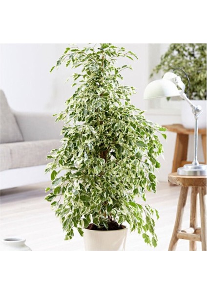 Benjamin Starlight Bitkisi (Alaca Yapraklı) 70-80CM