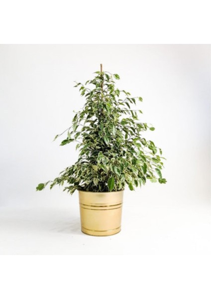 Benjamin Starlight Bitkisi (Alaca Yapraklı) 70-80CM fiyatları