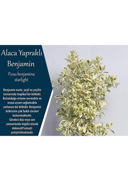 Benjamin Starlight Bitkisi (Alaca Yapraklı) 70-80CM fırsatları