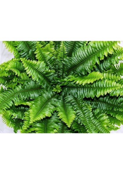 Ahsen Çiçek Evi Fujer Aşk Merdiveni Nephrolepsis Exaltata indirimleri