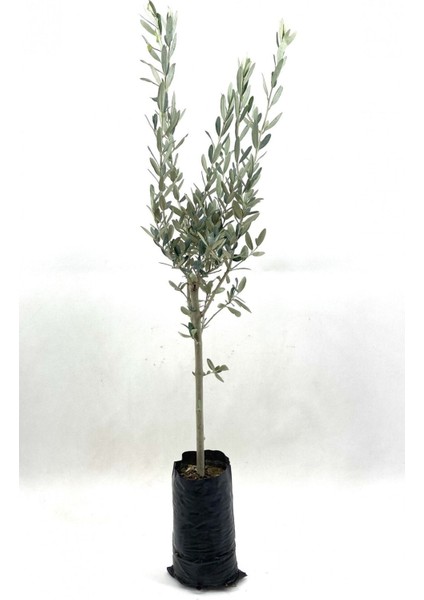 Zeytin Fidanı 2 Yaş 70-80 cm Bol Verimli