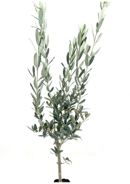 Zeytin Fidanı 2 Yaş 70-80 cm Bol Verimli fiyatları