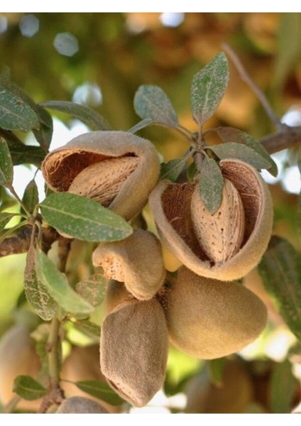 Teksas Badem Fidanı Aşılı Yüksek Verimli (Soğuğa Dayanıklı) 70- 90 cm fiyatları