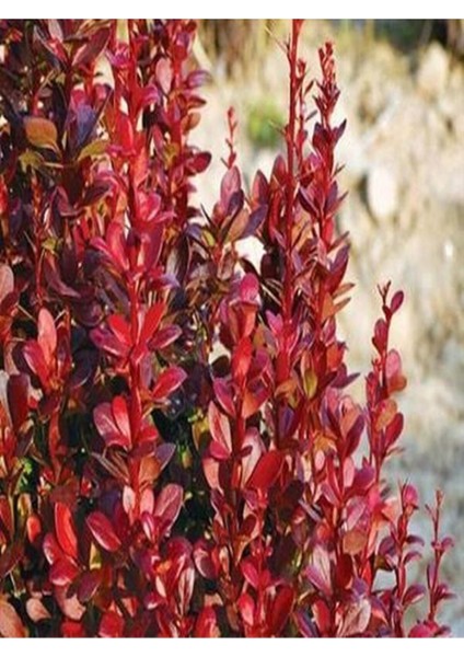 Serada Decor Plant Videolu Berbetis Fidanı (40 60 Cm)1 Adet Saksılı/ Tüplü Dış Mekan Bitkisi Berberis