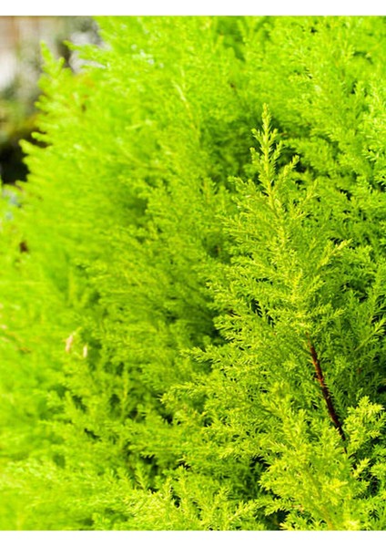 Videolu Limon Kokulu Limon Çam Fidanı( 100 120 Cm)1 Adet Saksılı Dış Mekan Ağaç Cupressus Macrocarpa