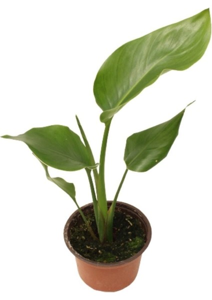 Strelitzia Nicolai- Starliçe Beyaz Cennet Kuşu Çiçeği - Turna Gagası - Mini Boy Iç Mekan Ofis Salon modelleri