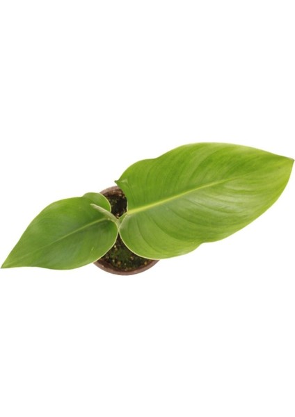 Strelitzia Nicolai- Starliçe Beyaz Cennet Kuşu Çiçeği - Turna Gagası - Mini Boy Iç Mekan Ofis Salon fırsatları