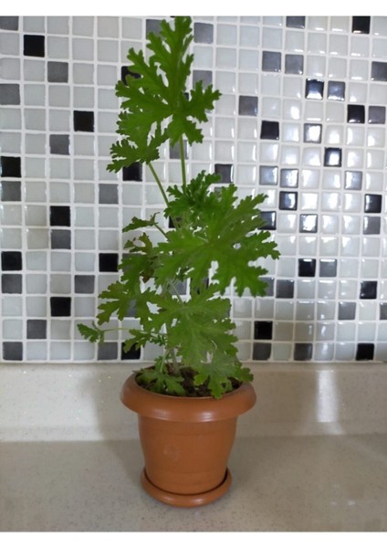 Sardunya Itır Çiçeği