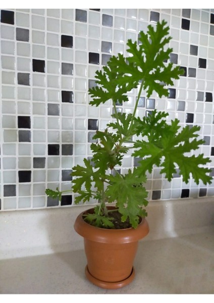 Sardunya Itır Çiçeği fiyatları