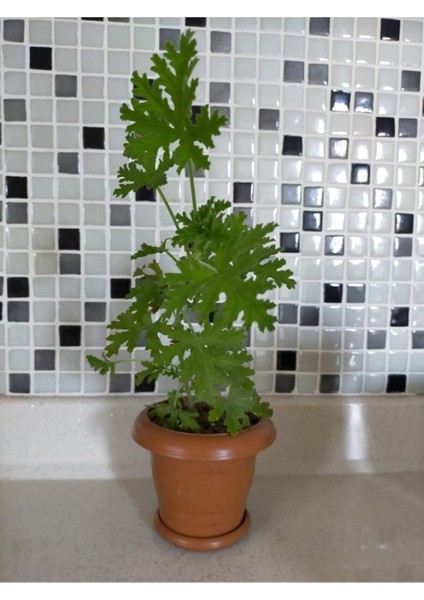 Sardunya Itır Çiçeği modelleri