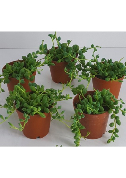 Tesbih Çiçeği Sukulent Mini Sukulent Saksısında