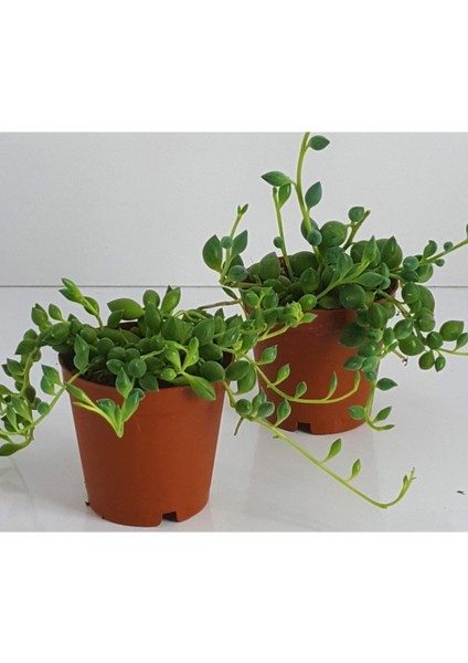 Tesbih Çiçeği Sukulent Mini Sukulent Saksısında fiyatları