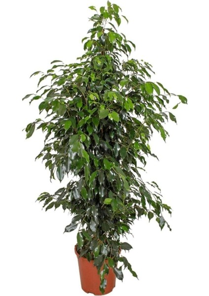 Benjamin Bitkisi 130 140 cm Ficus Benjamina Danielle Salon Bitkisi Ofis Bitkisi Ev Bitkisi