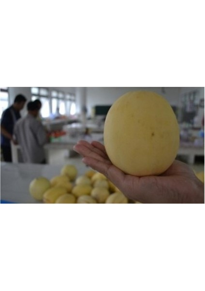 Elma Kavunu Tohumu 5 Adet Tohum Apple Melon Kavun Tohumu fiyatları