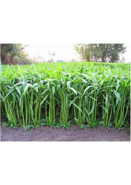 Nadir Ithal Çin Su Ispanağı Tohumu 20 Adet Tohum fiyatları