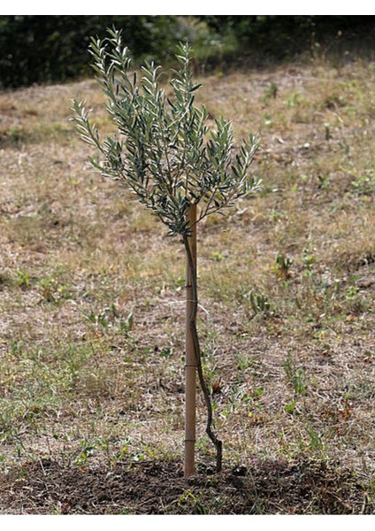 Serada Decor Plant Videolu Arbequina Bodur Zeytin Fidanı(30 60 Cm) 6 Adet Tüplü Zeytin Fidanı Olive Sapling