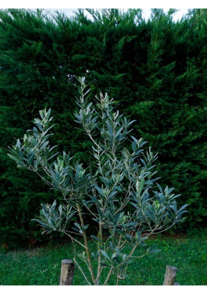 Serada Decor Plant Videolu Arbequina Bodur Zeytin Fidanı(30 60 Cm) 6 Adet Tüplü Zeytin Fidanı Olive Sapling