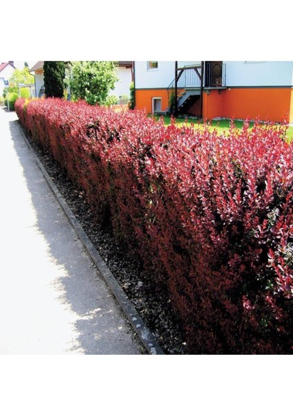 Videolu 1 Adet Berberis Çiti Fidanı 10-30 cm Tüplü Çiçekli Bodur Bitkiler Vulgaris