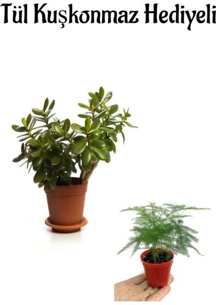 Hediyelik Parlak Yapraklı Şans Para Ağacı Fidanı Tül Kuşkonmaz Hediyeli