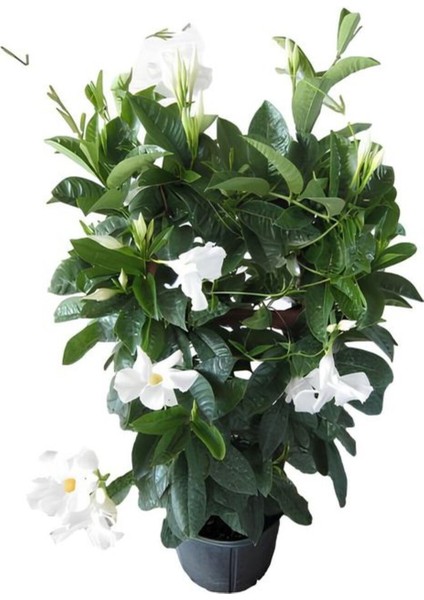 Mis Kokulu Beyaz Renk Mandevilla Çiçeği Sevgililer Gününe Özel Kurdele Çiçeği Hediyeli fiyatları