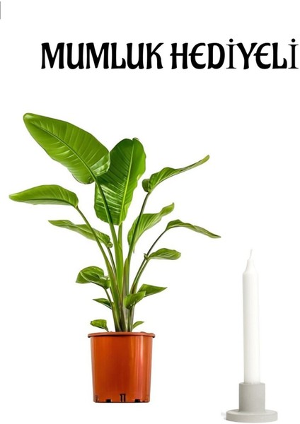 Sevgillier Günü Hediyelik Starliçe Cennet Çiçeği (Strelitzia) Bitkisi Mumluk Hediyeli Çiçek