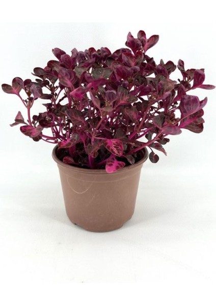 Sevgillier Günü Hediyelik Starliçe Cennet Çiçeği (Strelitzia) Bitkisi Mumluk Hediyeli Çiçek fiyatları