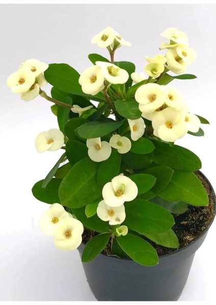 Videolu 1 Adet Beyaz Renk Dikenler Tacı Çiçeği 10-15 cm Tüplü Çiçekli Bodur Bitkiler Euphorbia Milli