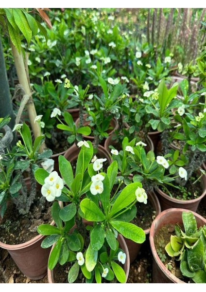 Videolu 1 Adet Beyaz Renk Dikenler Tacı Çiçeği 10-15 cm Tüplü Çiçekli Bodur Bitkiler Euphorbia Milli fiyatları