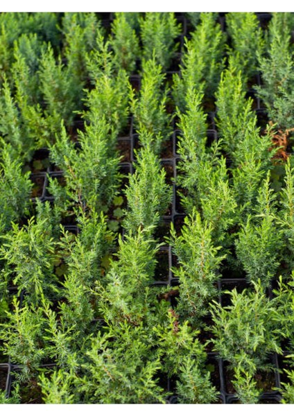 Videolu Özel Seri Leylandi Çam Fidanı (20 30CM) 10 Adet Dış Mekan Bitkisi Cupressocyparis Leylandii