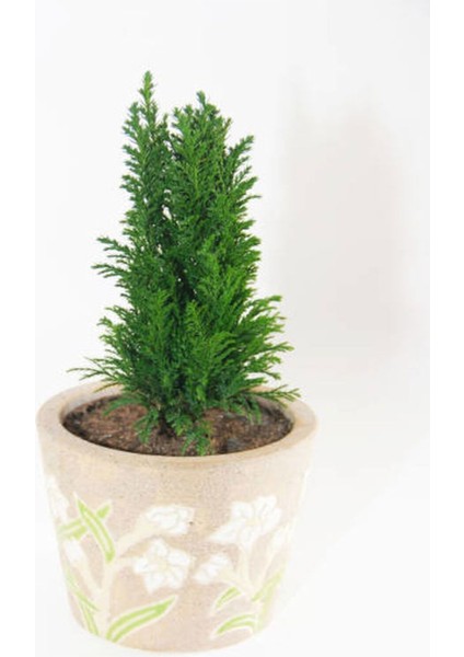 Videolu Özel Seri Leylandi Çam Fidanı (20 30CM) 10 Adet Dış Mekan Bitkisi Cupressocyparis Leylandii indirimleri