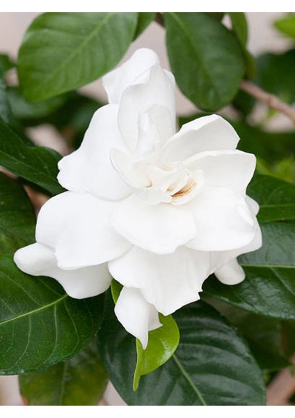 Videolu 1 Adet Salon Hediyesi Yoğun Kokulu Gardenya Çiçeği 20-40 cm Saksılı Iç Mekan Gardenia