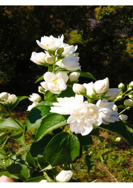 Videolu 1 Adet Ithal Kokulu Gardenya Çiçeği Ofis Bitkisi 25-35 cm Saksılı Iç Mekan Bitki Gardenia